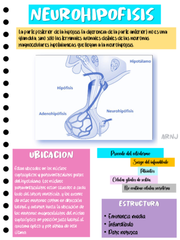 NEUROHIPOFISIS.pdf