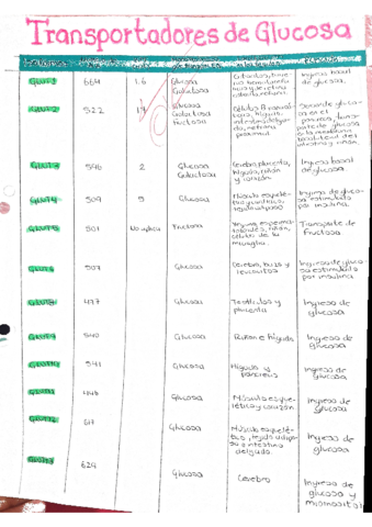 TRANSPORTADORES-DE-LA-GLUCOSA.pdf