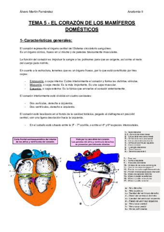 TEMA-5-EL-CORAZON-DE-LOS-MAMIFEROS-DOMESTICOS.pdf