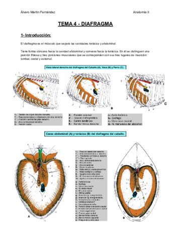 TEMA-4-DIAFRAGMA.pdf