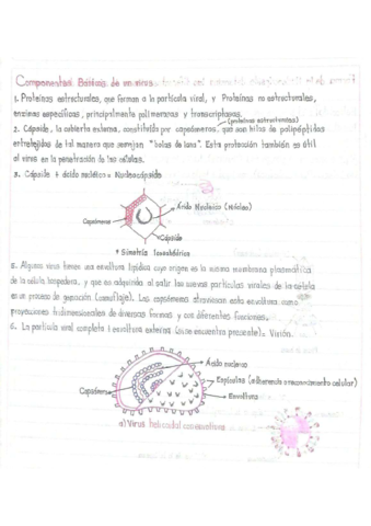 Componentes-basicos-de-un-virus.pdf