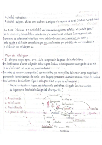 Ciclo-del-Nitrogeno.pdf
