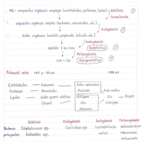 Pasos-del-ciclo-del-carbono.pdf