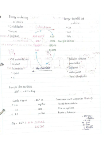 Catabolismo-Anabolismo.pdf