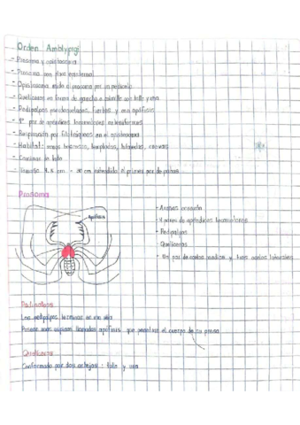 Orden-Amblypigi.pdf