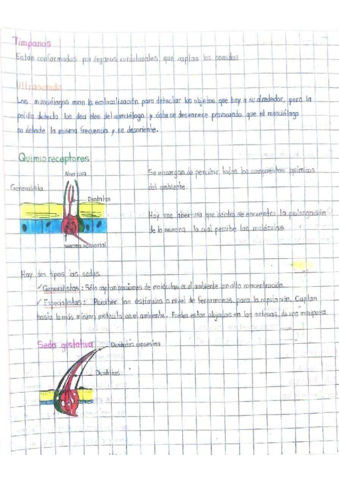 Quimioreceptores.pdf