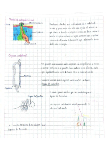 Organo-cordotonal.pdf
