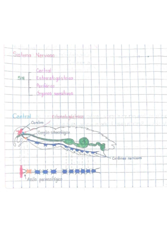 Sistema-nervioso.pdf
