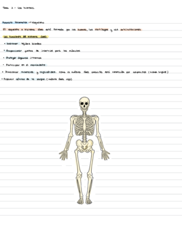 Huesos-y-musculos.pdf