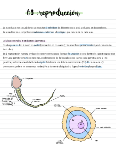 Reproduccion-.pdf