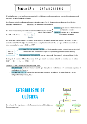 tema12-Catabolismo.pdf