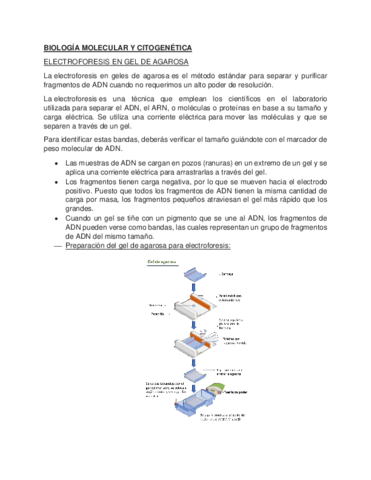 Electroforesis-en-gel-de-Agarosa.pdf