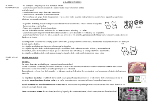 tema-6-MOLARES-SUP.pdf