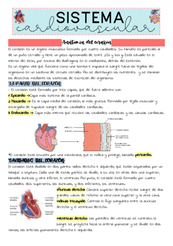 Sistema-Cardiovascular-6.pdf