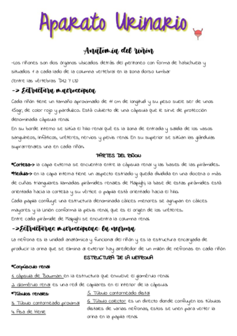 SISTEMA-Urinario.pdf