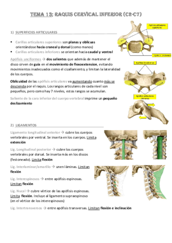 Tema-13-Raquis-Cervical-Inferior.pdf