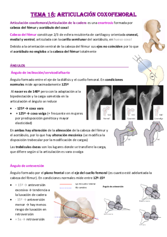 Tema-18-Articulacion-Coxofemoral.pdf