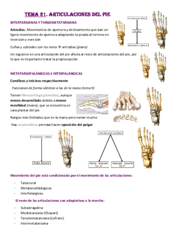 Tema-21-Pie.pdf