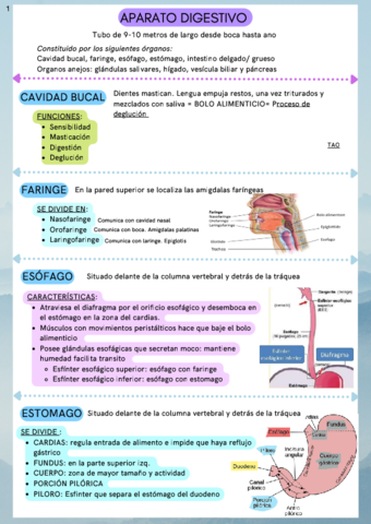 aparato-digestivo.pdf