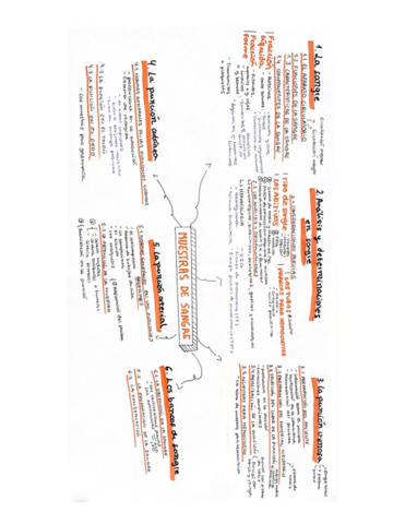 Mapa-conceptual-muestras-de-sangre.pdf