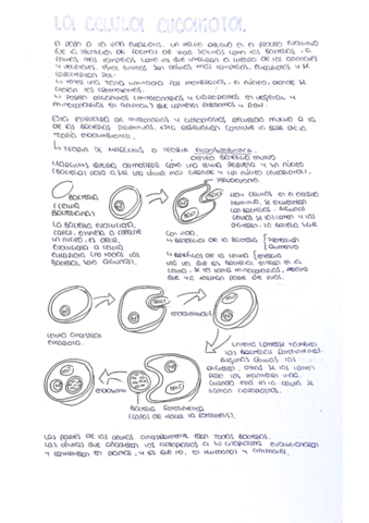 Celulas-eucariotas.pdf