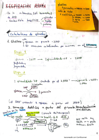 metabolismo.pdf