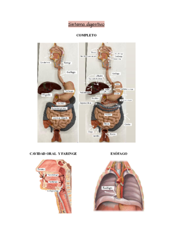 Sistema-digestivo.pdf