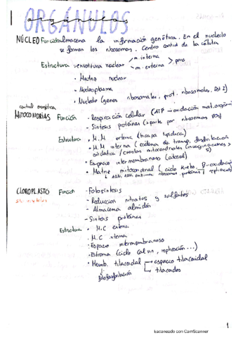 resumen-organulos.pdf