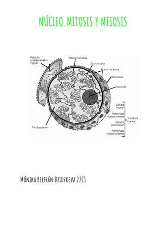 11 mitosis y meiosis.pdf