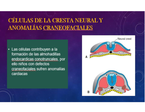 celulas-de-la-cresta-neural.pdf