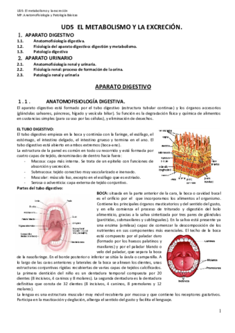 UD5-EL-METABOLISMO-Y-LA-EXCRECION-2019-2020-DEFINITIVA-3.pdf