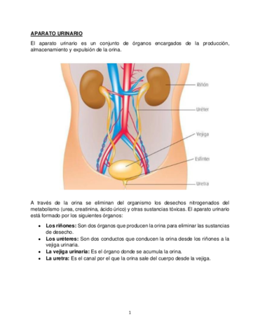 Aparato-Urinario.pdf