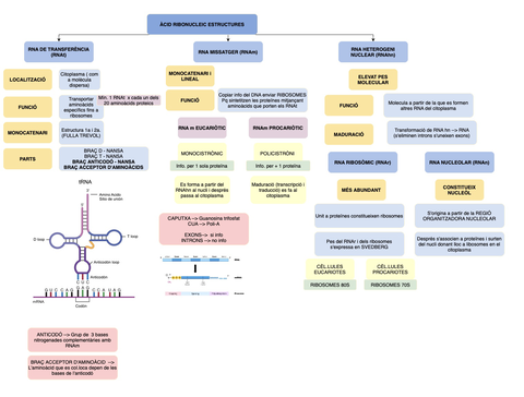 RNA-ESTRUCTURES.jpg