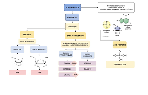 ACIDS-NUCLEICS-1.jpg