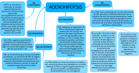 ADENOHIPOFSIS.png