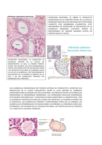 Epitelios-Glandulares.pdf