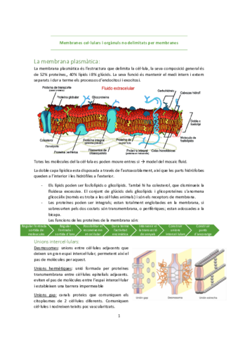 Membranes-cellulars-i-organuls-no-delimitats-per-membranes.pdf