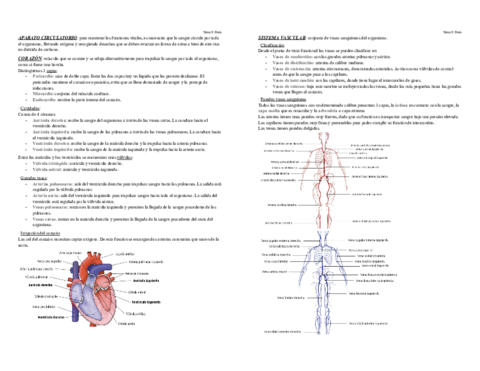 Tema-8-Fisio.pdf