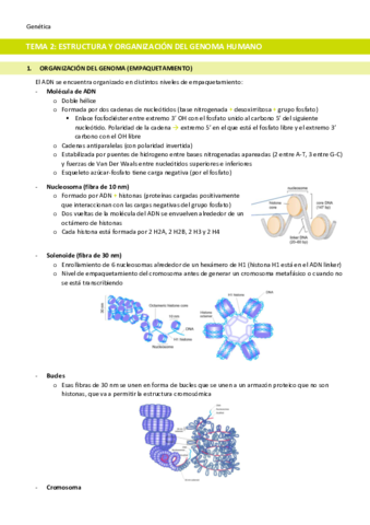 TEMA-2-Estructura-y-organizacion-del-genoma-humano.pdf