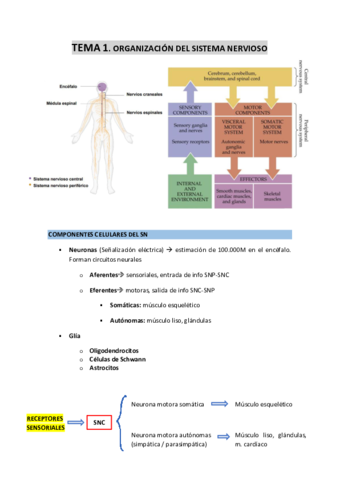 TEMA-1-organizacion-del-SN.pdf