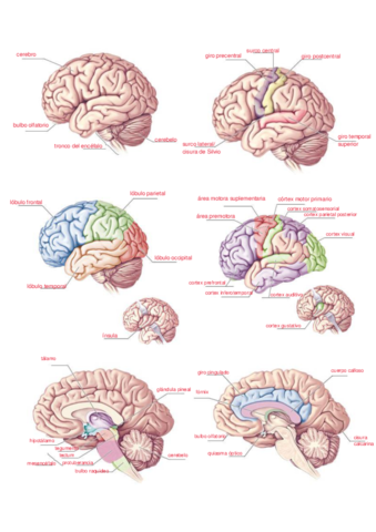 laminas-completadas.pdf