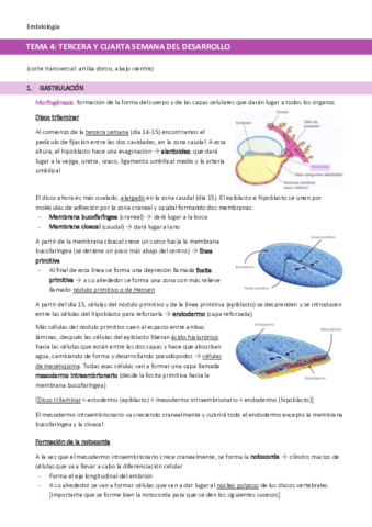 TEMA-4-Tercera-a-cuarta-semana-del-desarrollo.pdf