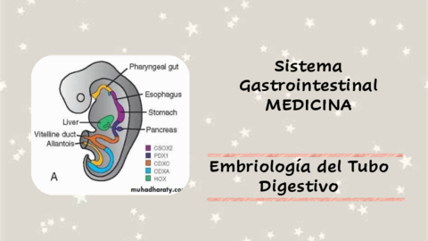 Embriologia-del-Tubo-Digestivo-1.pdf
