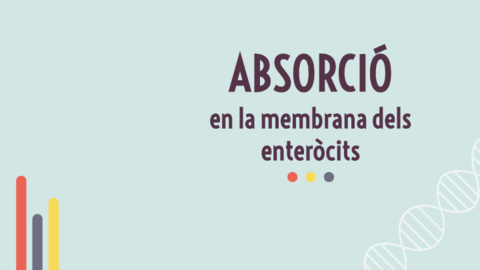 Explicacio-ABSORCIO.pdf