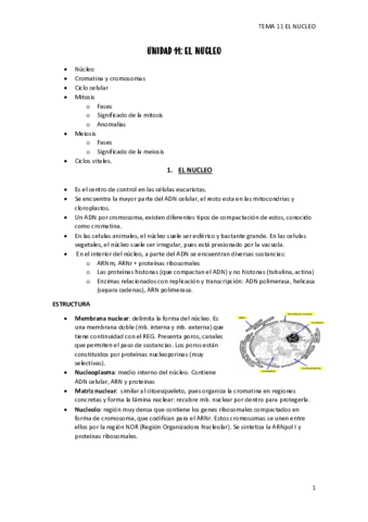 tema-11-nucleo.pdf