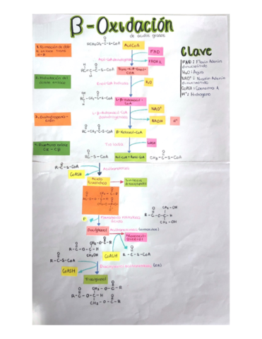 B-Oxidacion.pdf