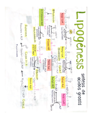 Lipogenesis.pdf