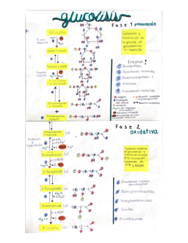 Glucolisis.pdf