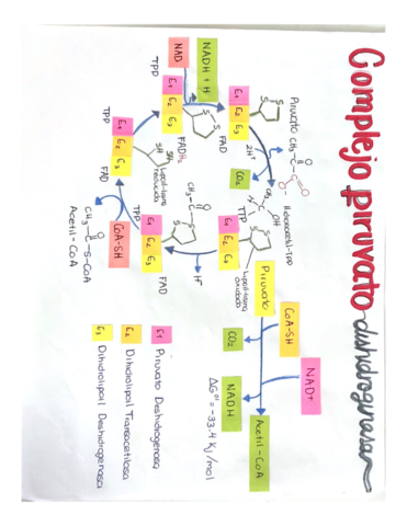 Complejo-Piruvato-Deshidrogenasa.pdf