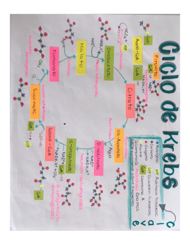 Ciclo-De-Krebs.pdf